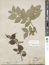 Symplocos paniculata image