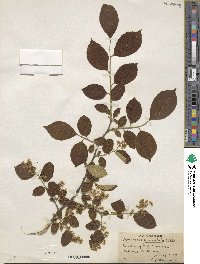 Symplocos paniculata image