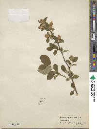 Symplocos paniculata image