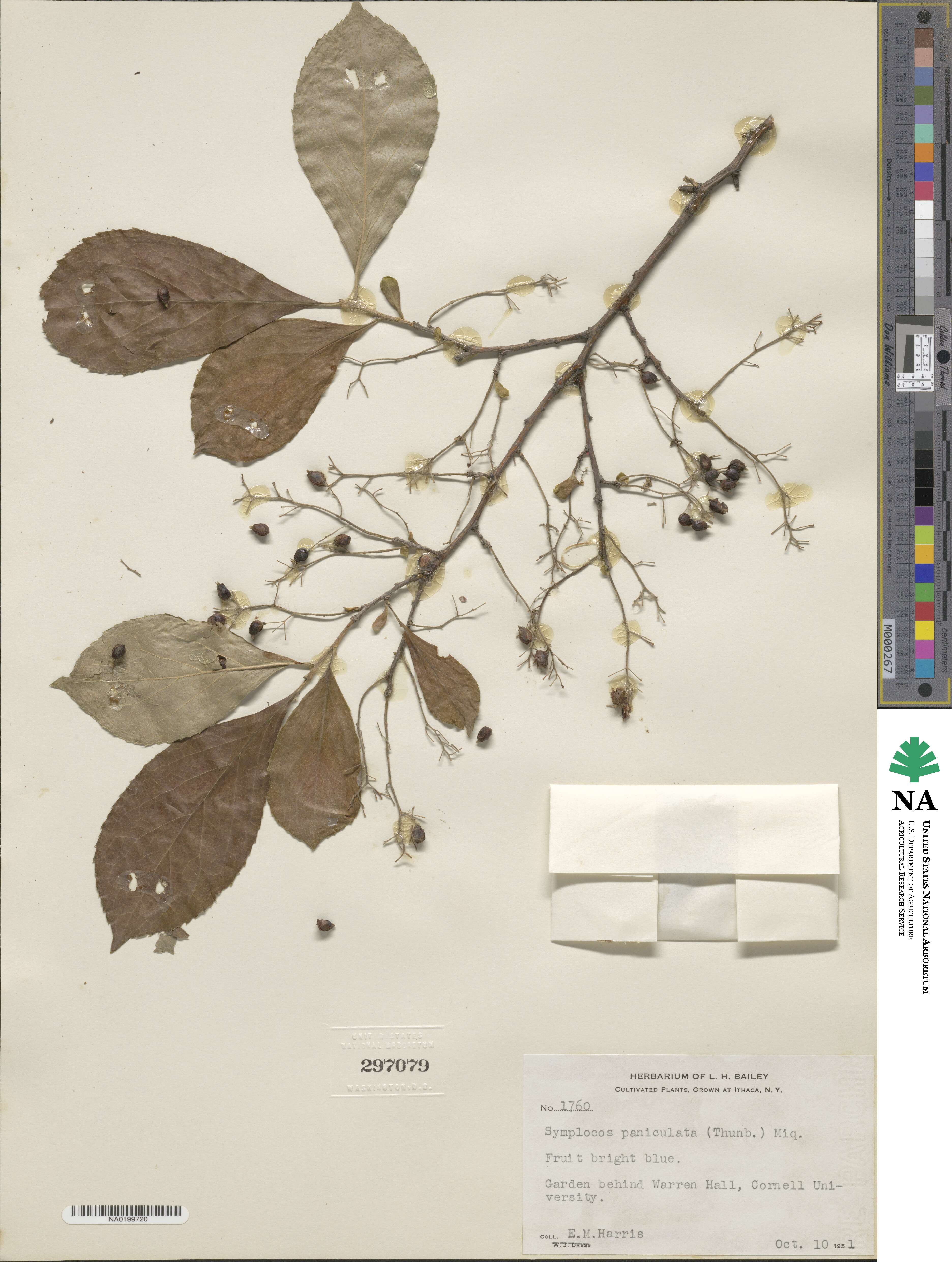 Symplocos paniculata image