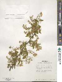 Symplocos paniculata image