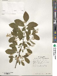 Symplocos paniculata image