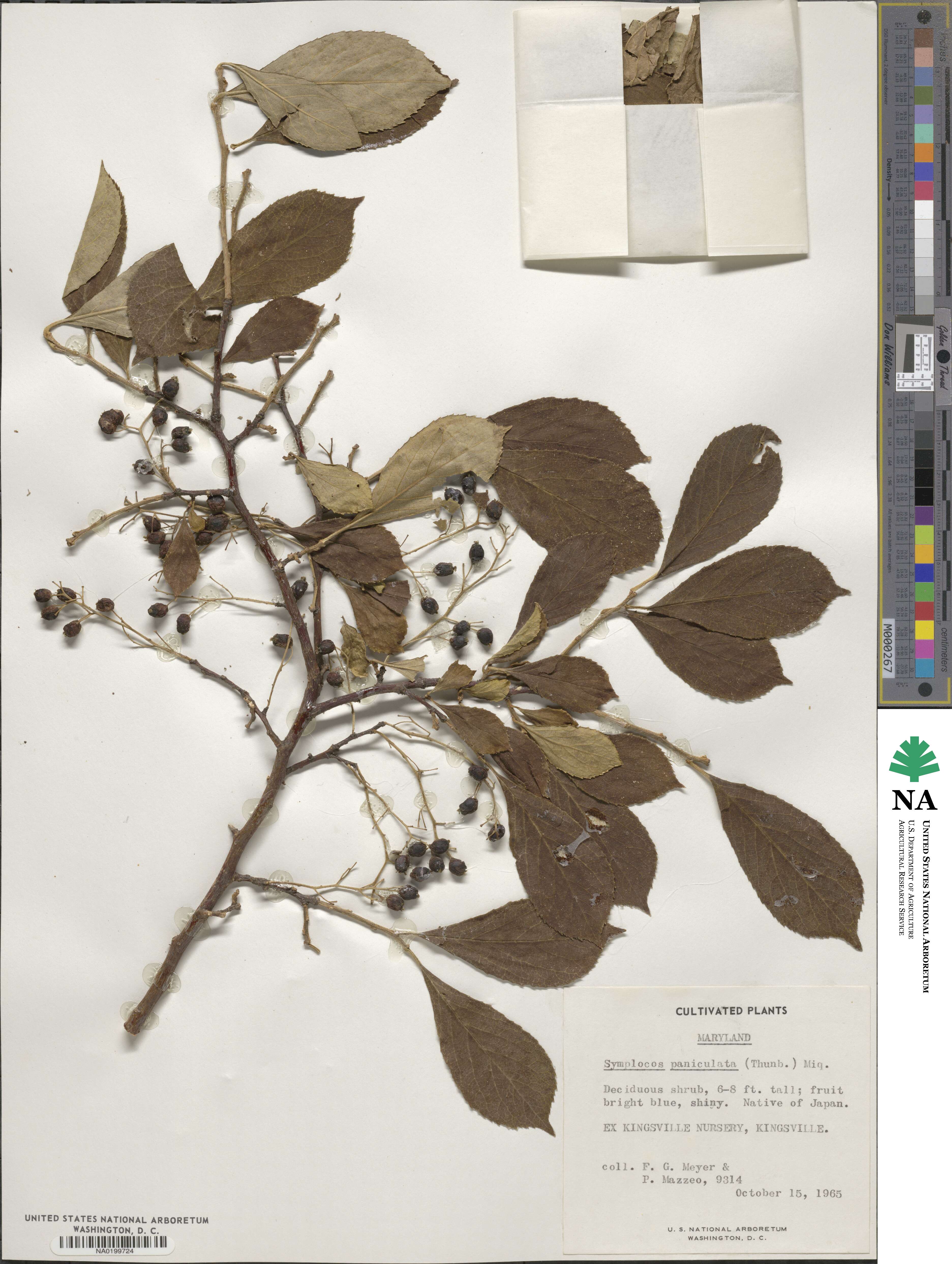 Symplocos paniculata image