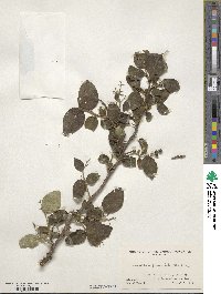 Symplocos paniculata image