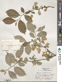 Symplocos paniculata image