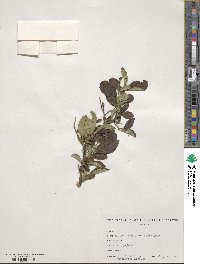 Symplocos paniculata image