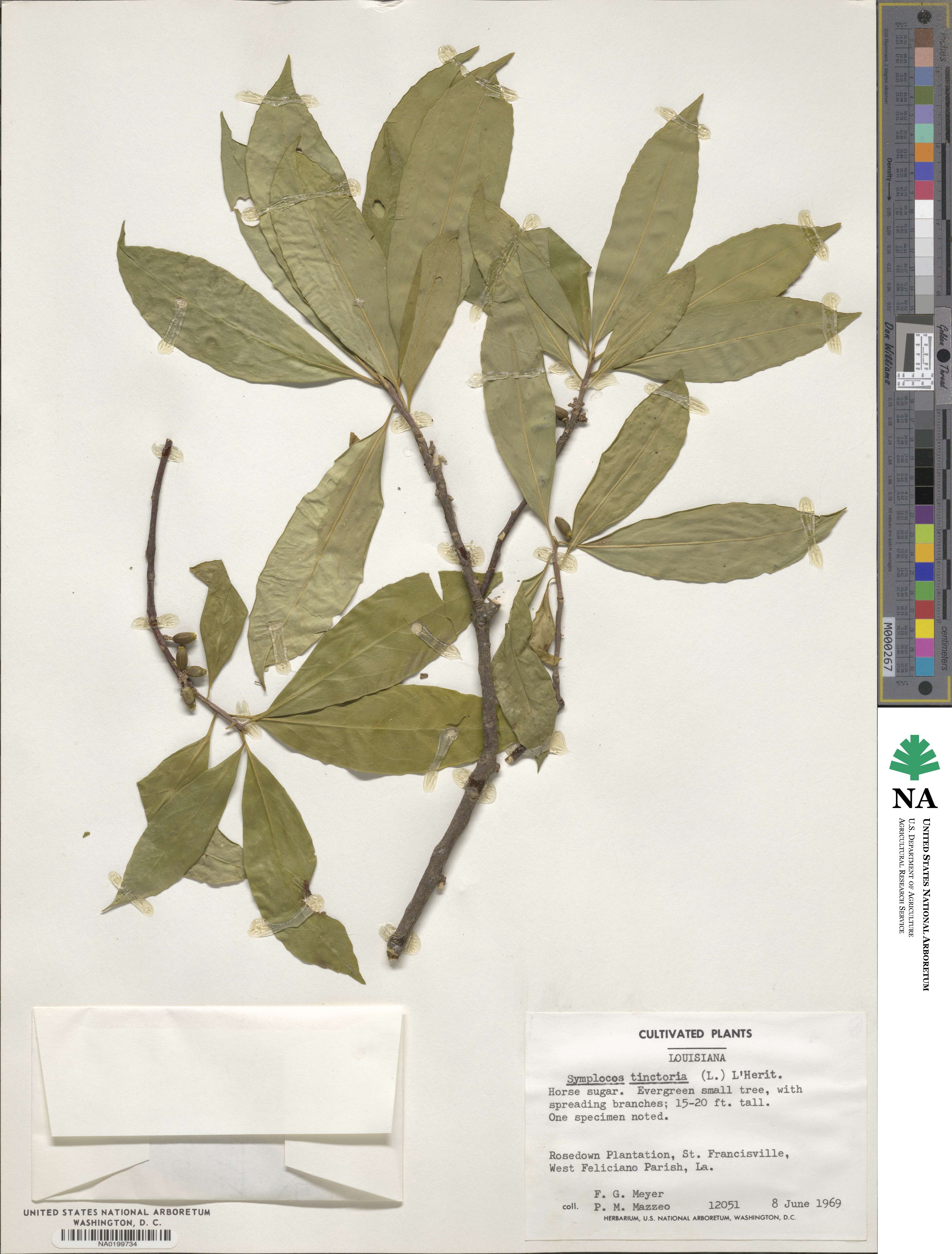 Symplocos tinctoria image