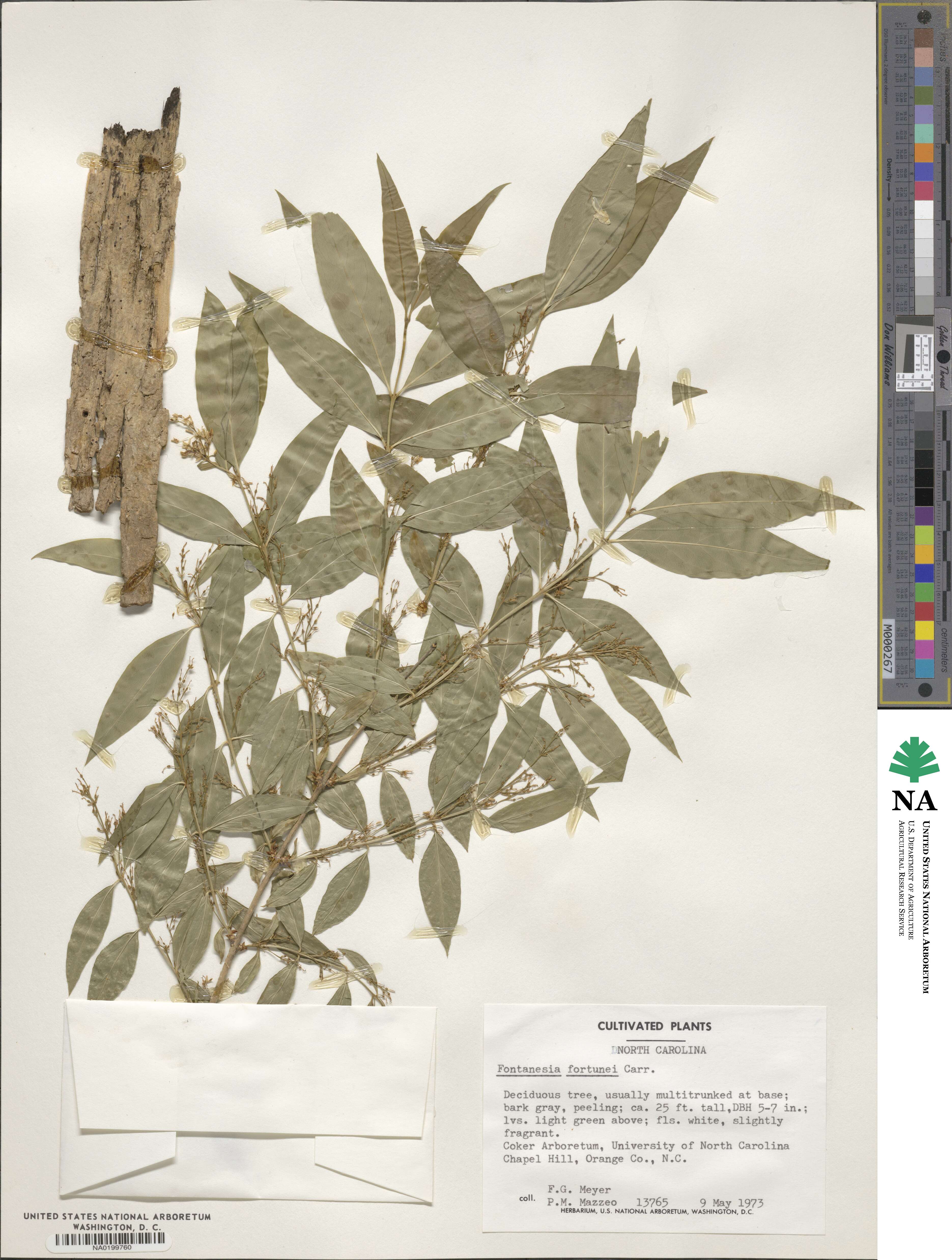 Fontanesia image