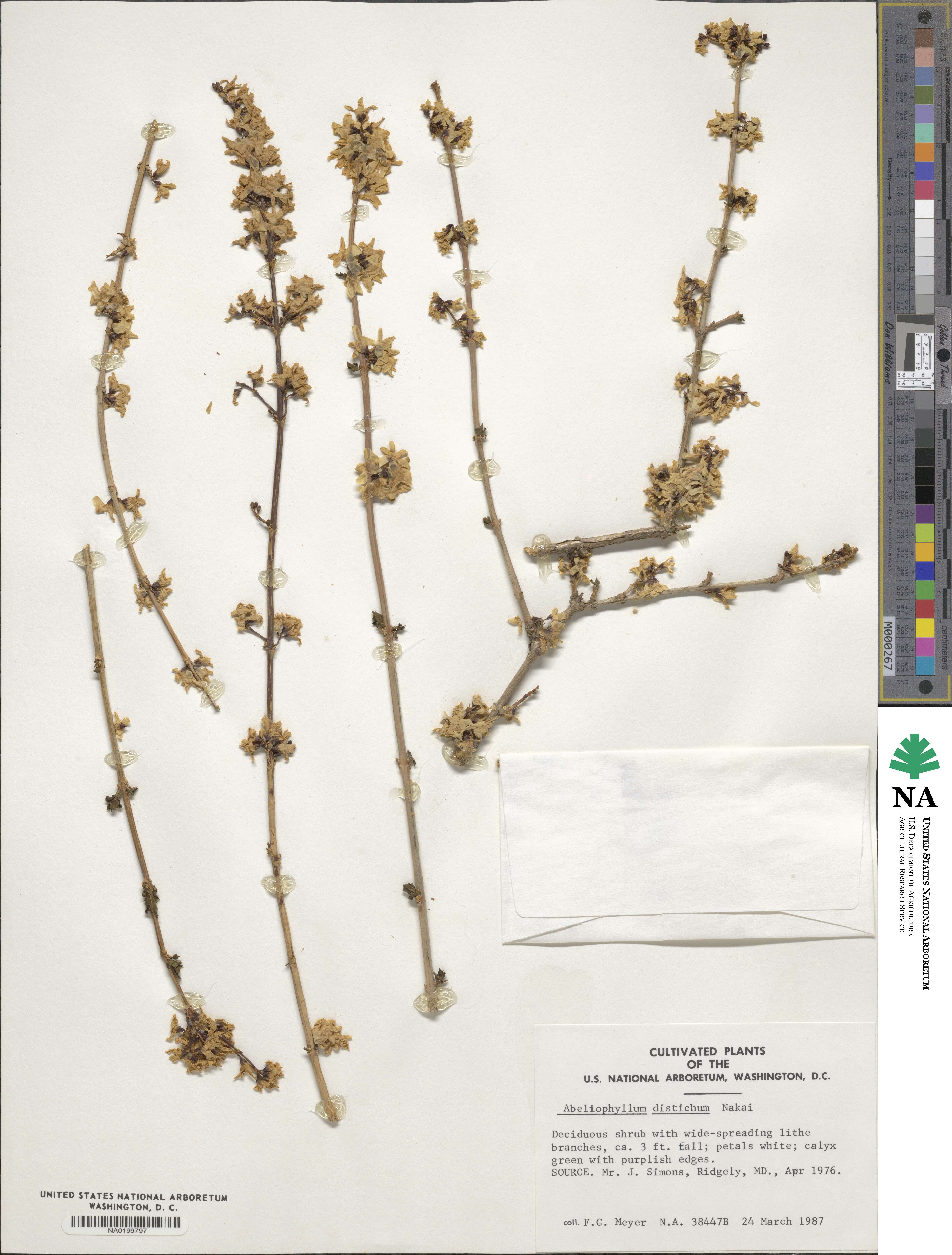 Abeliophyllum image