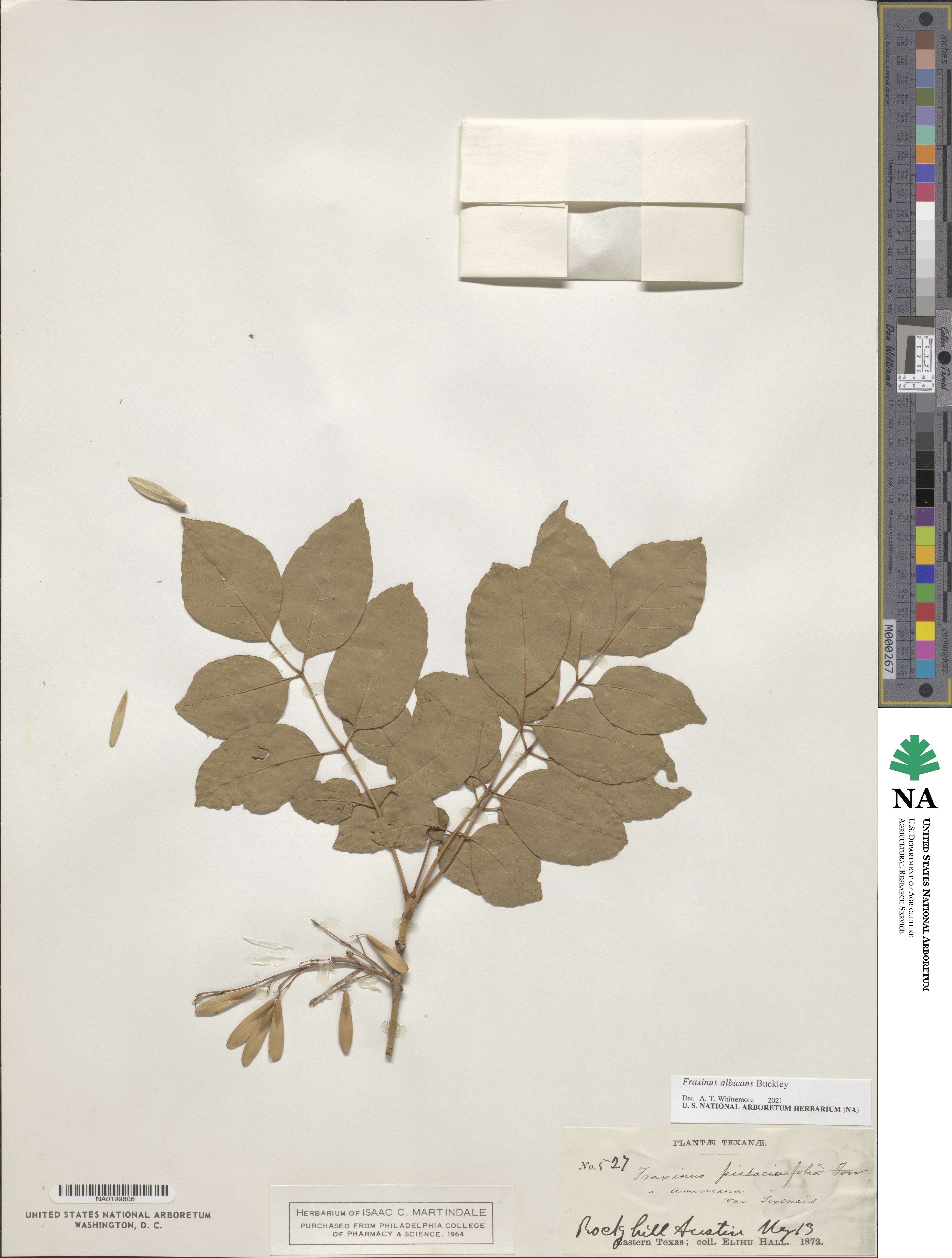 Fraxinus albicans image