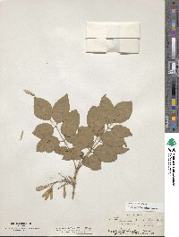 Fraxinus albicans image