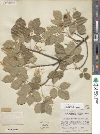 Fraxinus albicans image