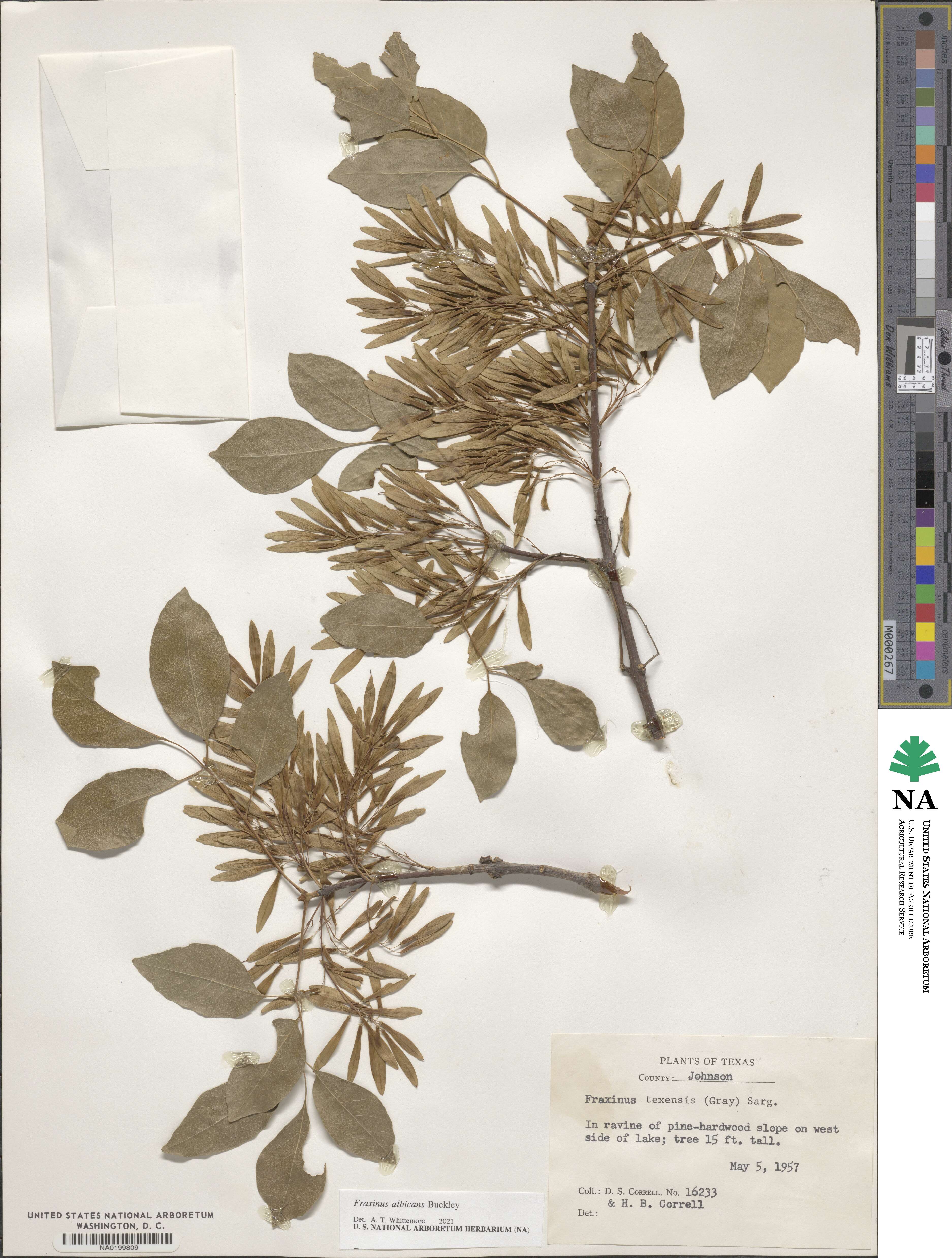 Fraxinus albicans image