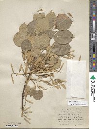 Fraxinus albicans image