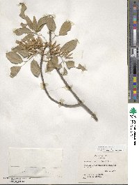 Fraxinus albicans image