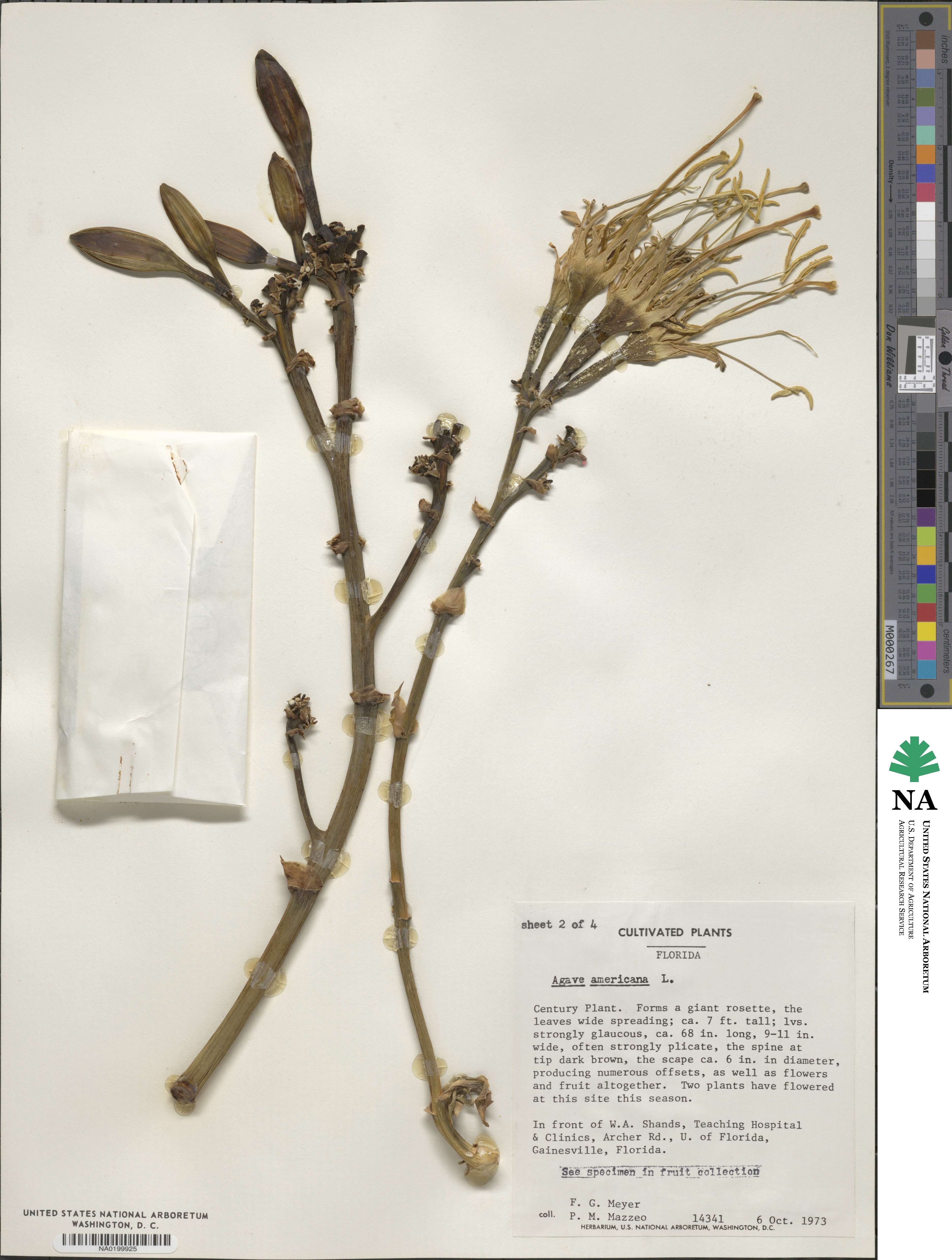 Agave image