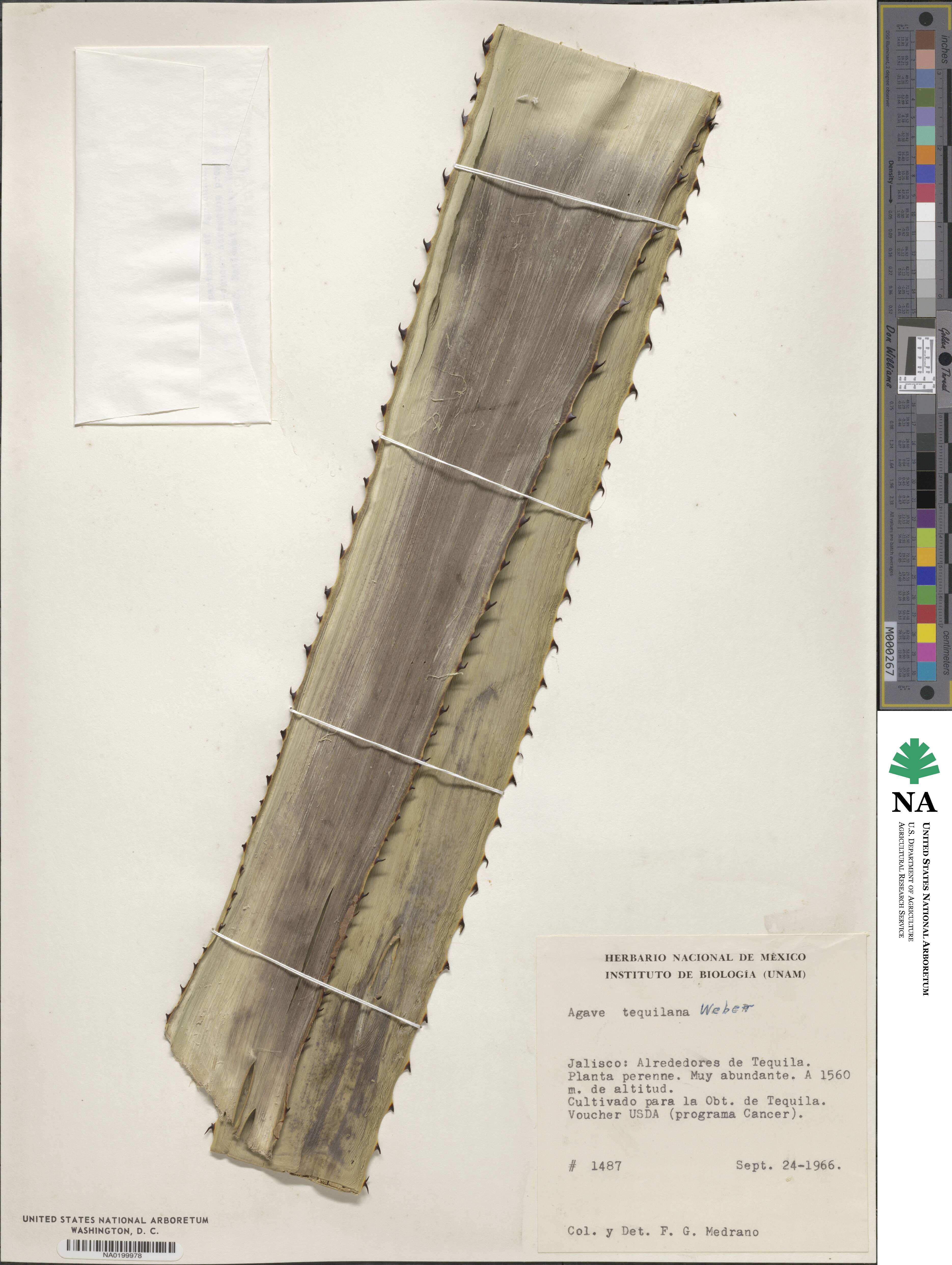 Agave tequilana image