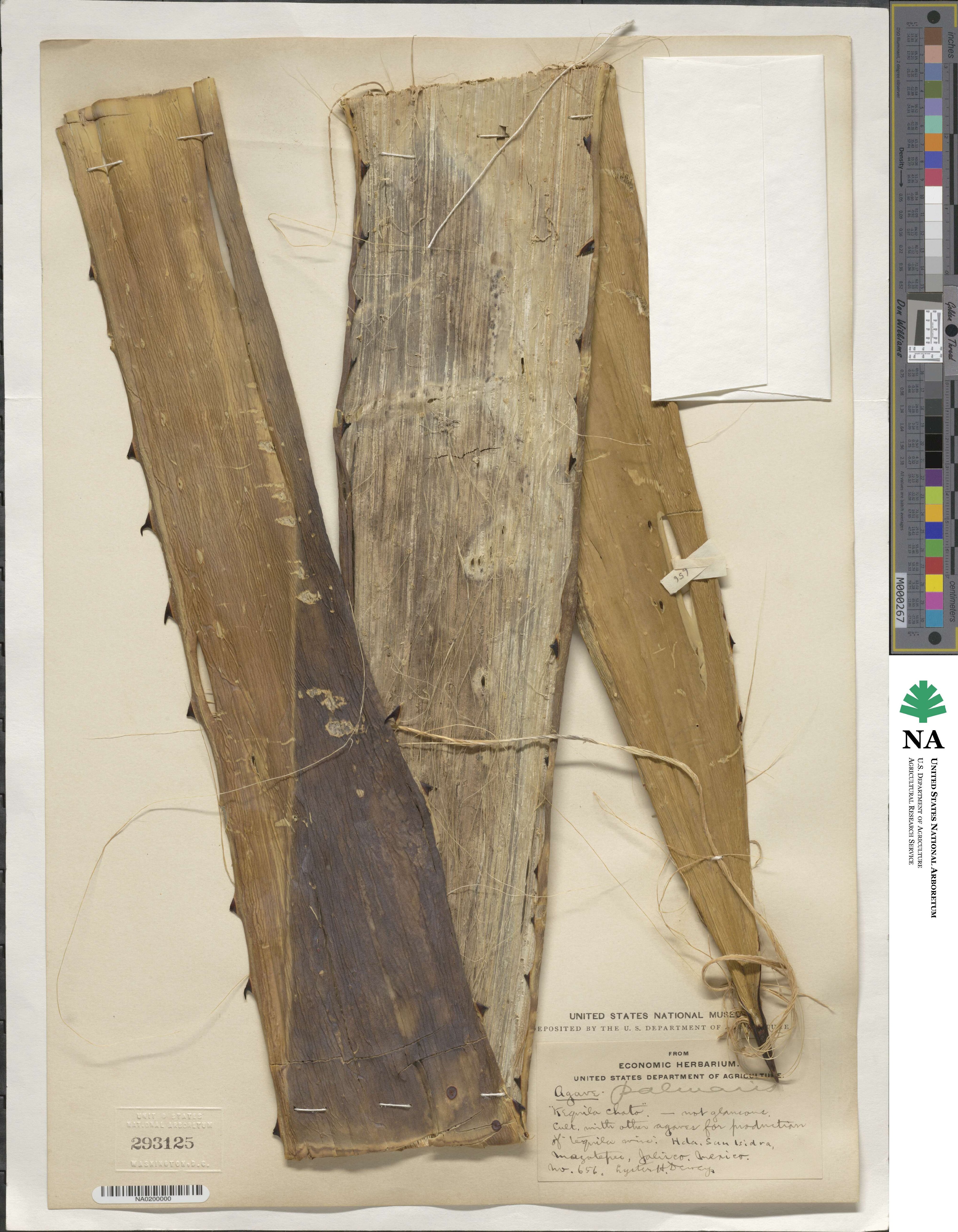 Agave tequilana image