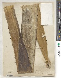 Agave tequilana image
