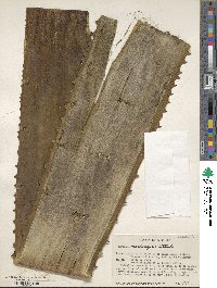 Image of Furcraea macdougalii