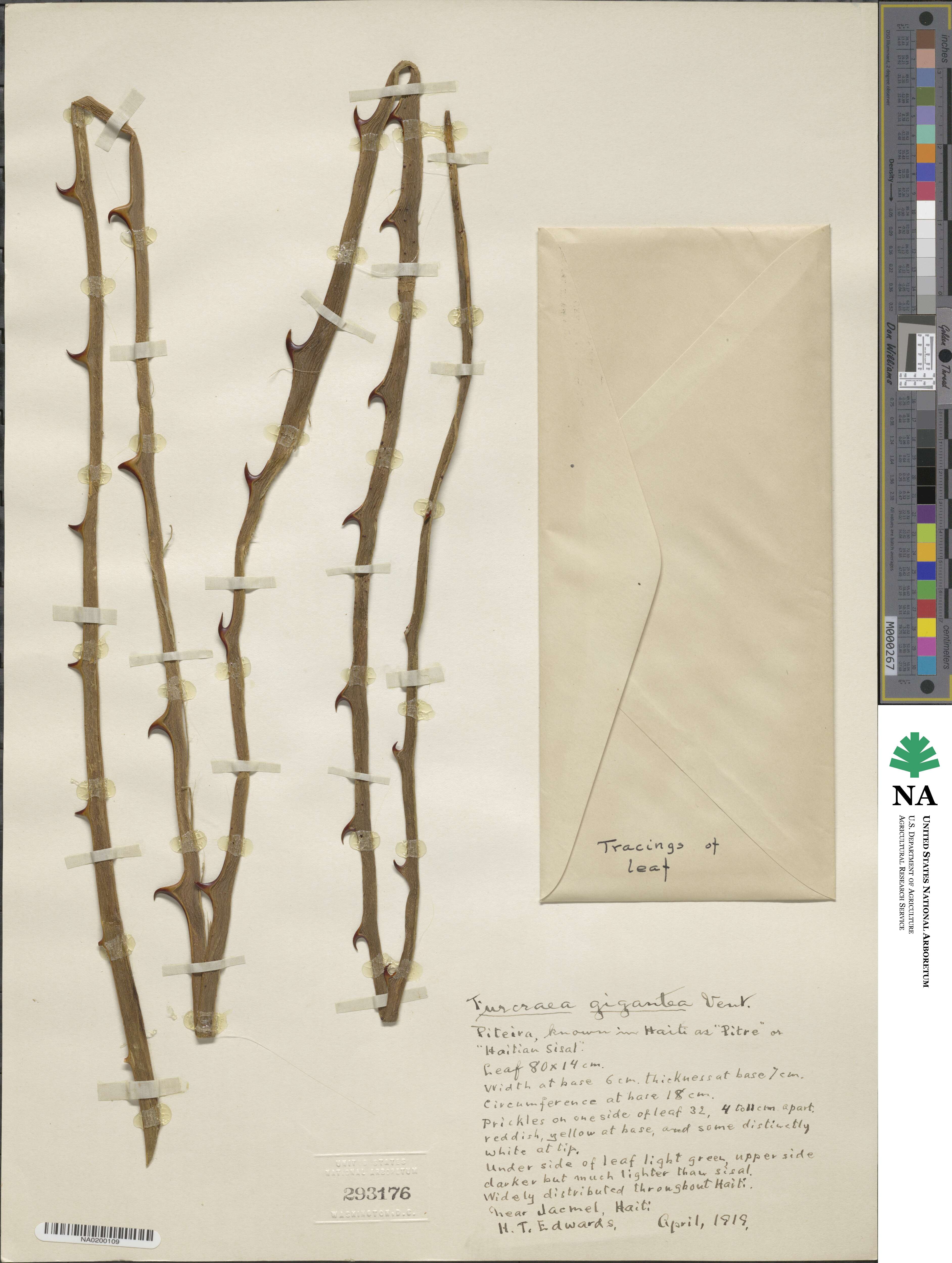 Furcraea foetida image