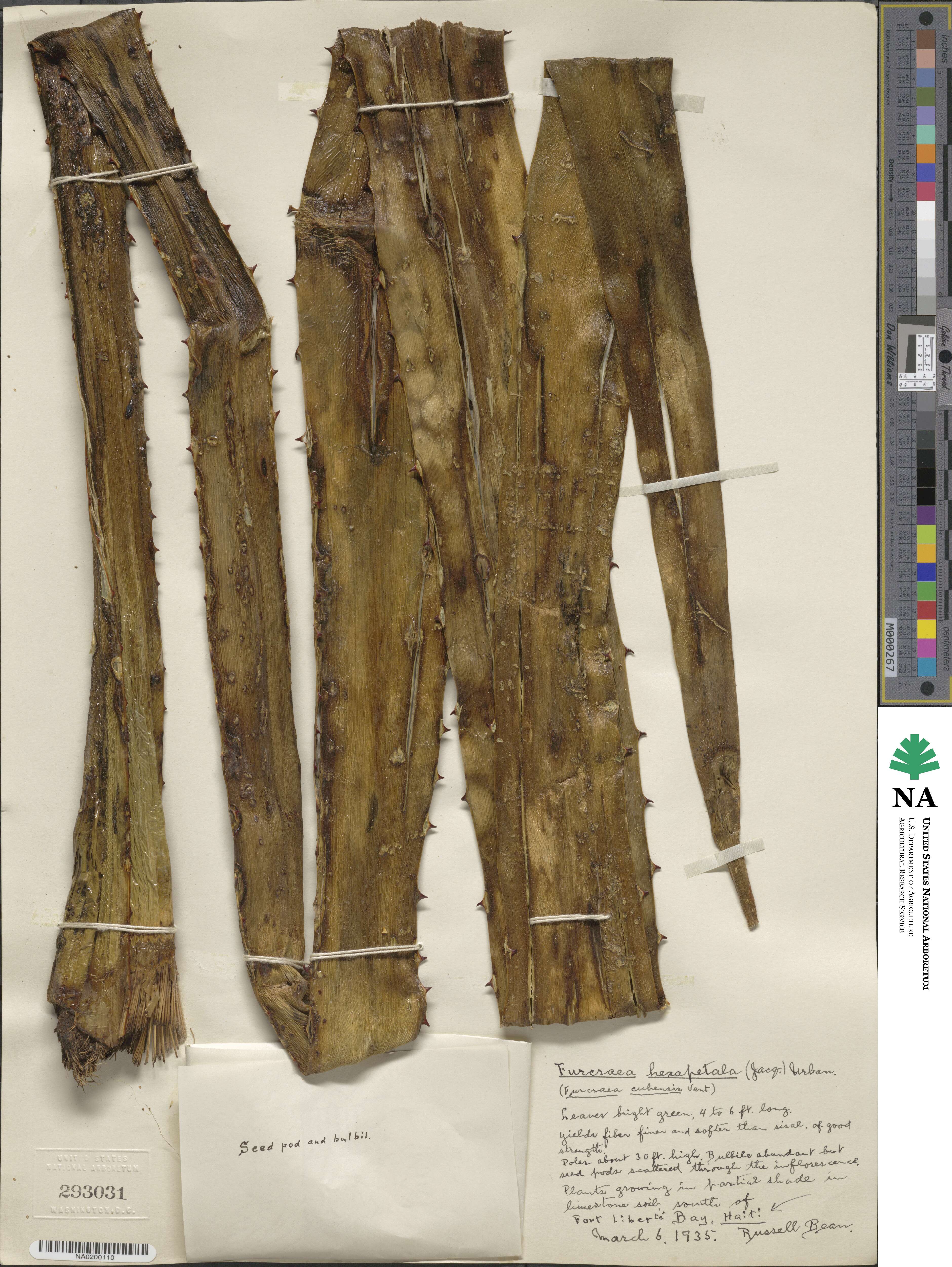 Furcraea hexapetala image