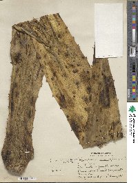 Image of Furcraea acaulis