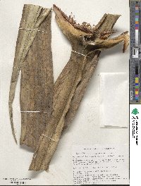 Furcraea parmentieri image