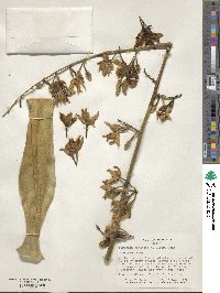 Furcraea foetida image