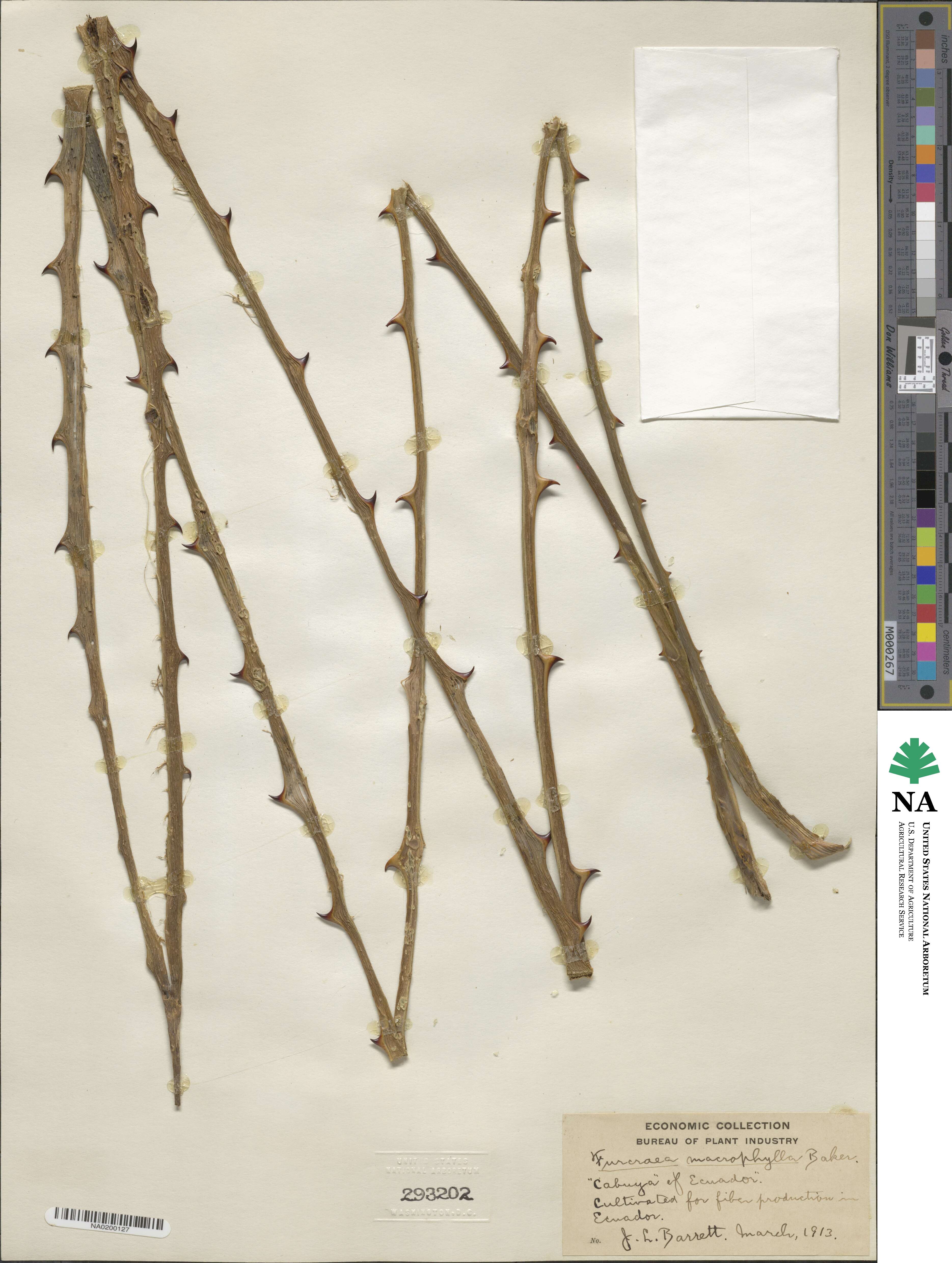 Furcraea hexapetala image