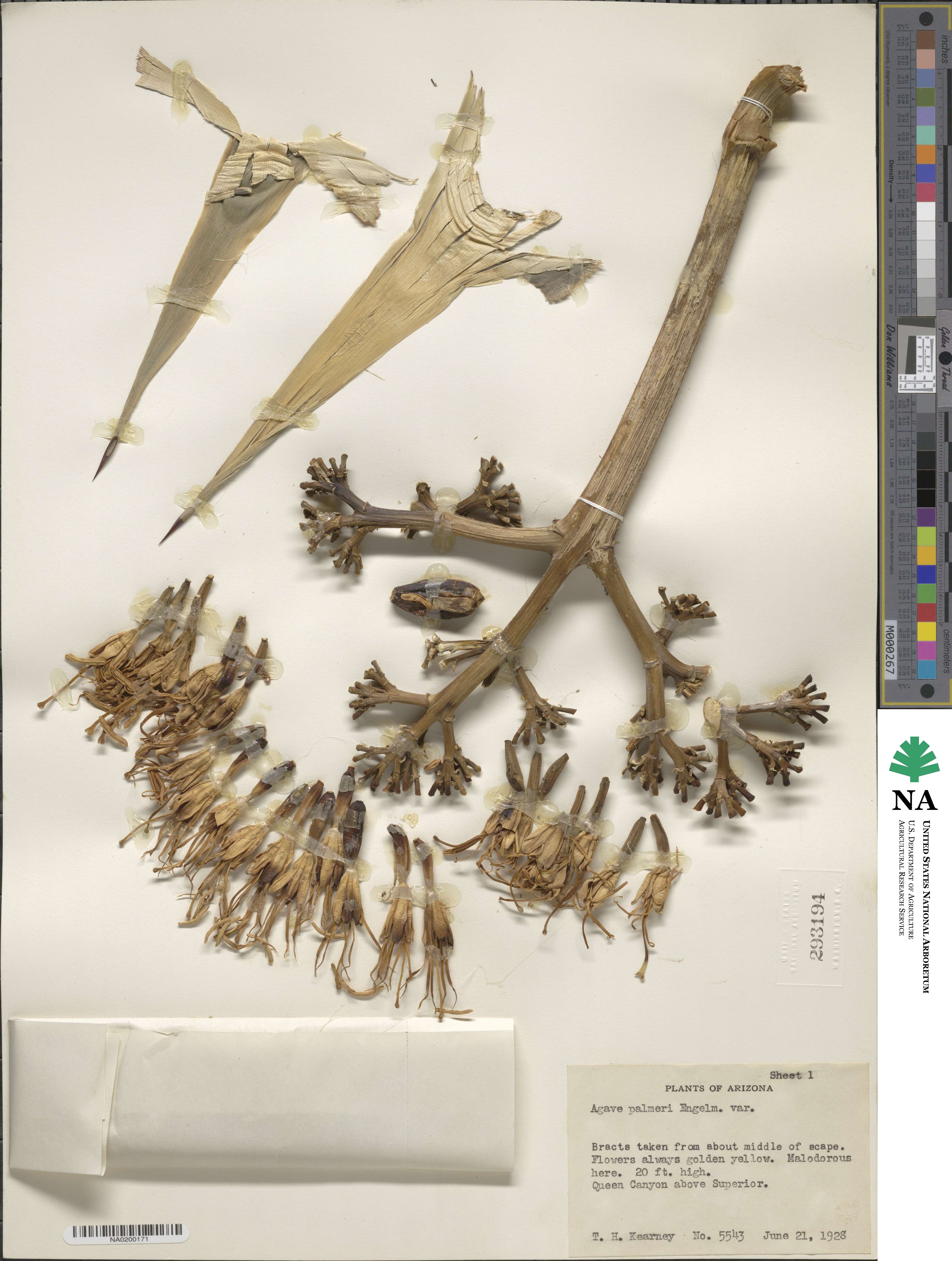 Agave palmeri image