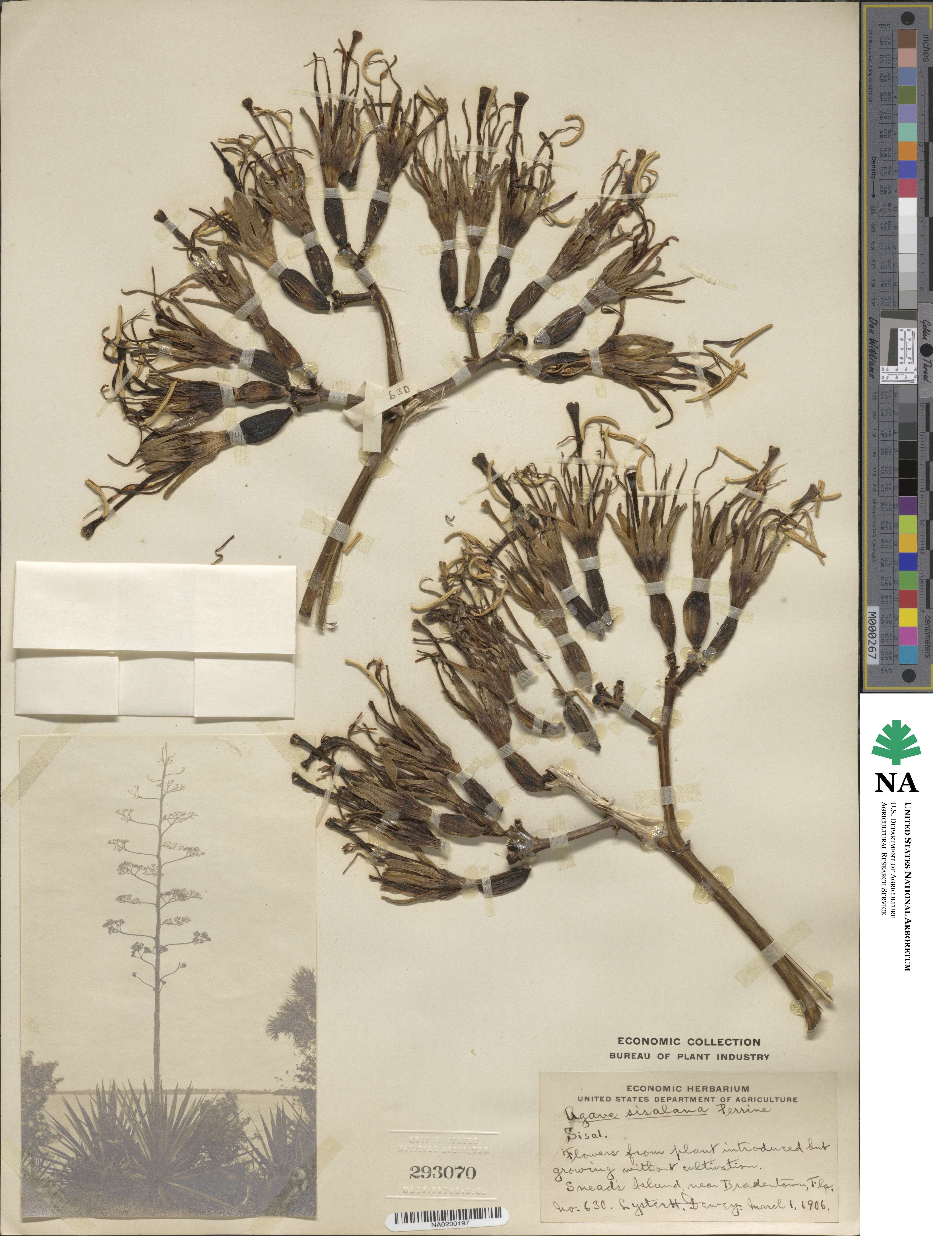 Agave sisalana image
