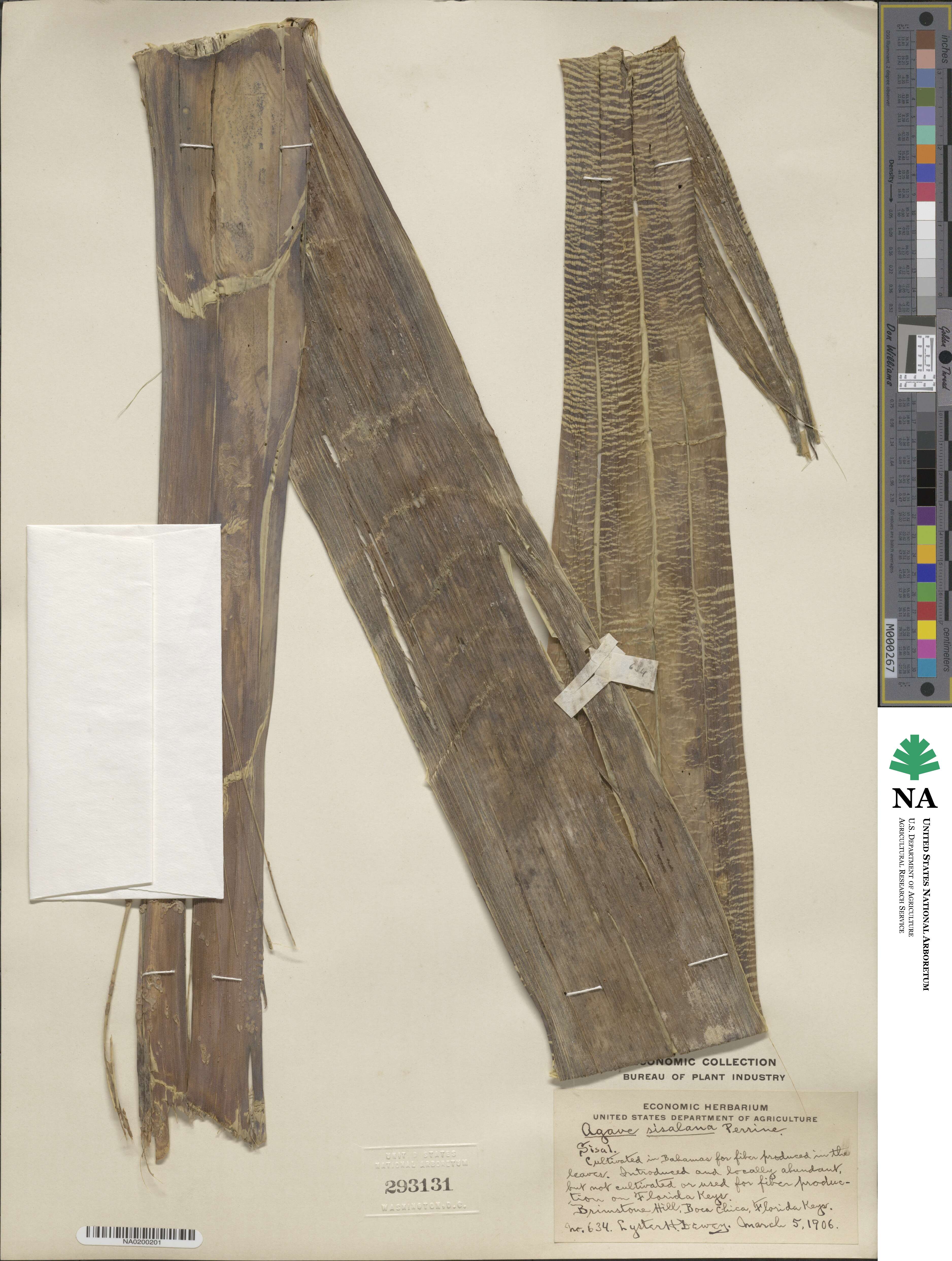 Agave sisalana image