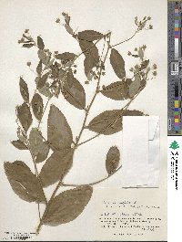 Sida rhombifolia image