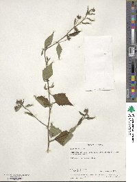 Sida rhombifolia image