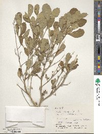 Sida rhombifolia image