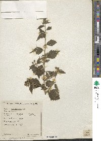 Sida rhombifolia image