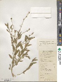 Sida rhombifolia image