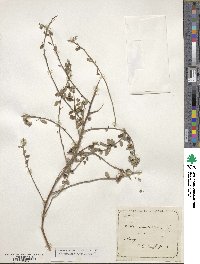 Sida rhombifolia image