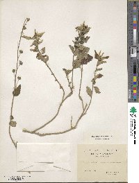 Sida rhombifolia image