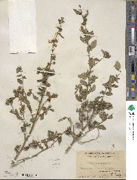 Sida rhombifolia image