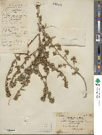 Sida rhombifolia image