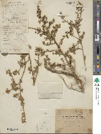 Sida rhombifolia image