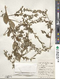 Sida rhombifolia image