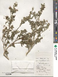 Sida rhombifolia image