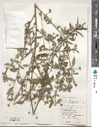 Sida rhombifolia image