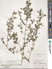 Sida rhombifolia image