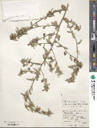 Sida rhombifolia image