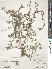 Sida rhombifolia subsp. insularis image