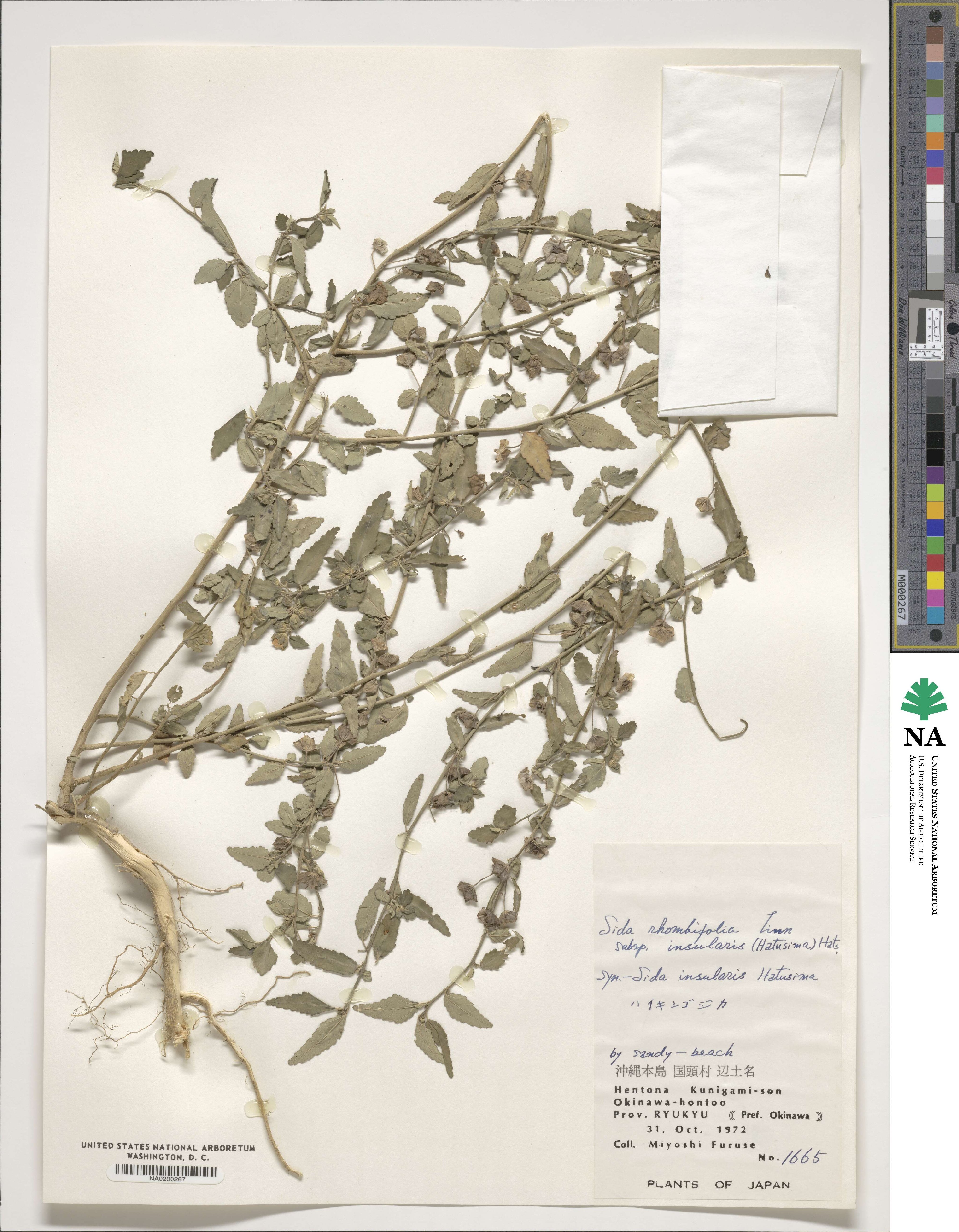 Sida rhombifolia subsp. insularis image